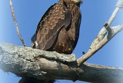 Juvénile milan noir