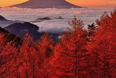 imagem jigsaw puzzle