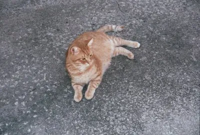 פאזל של My flower garden and an occasional cat