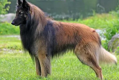 Tervuren