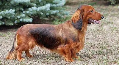 Dachshund