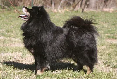 Finnish lapphund