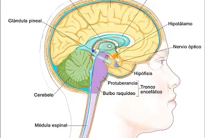 HIPOFISIS