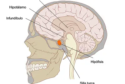 HIPOFISIS
