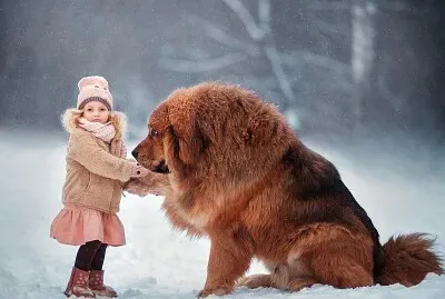 MASTIN TIBETANO