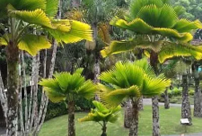 פאזל של paysage