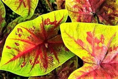 פאזל של autumn#242