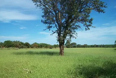 natureza