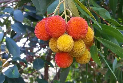 Corbezzolo