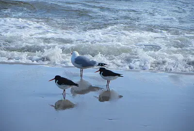 MÃ¶wen bei Hochwasser