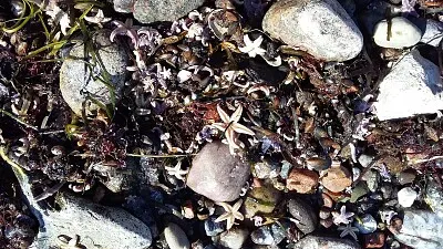 Muscheln jigsaw puzzle