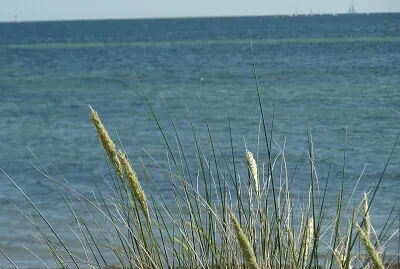 Strandhafer jigsaw puzzle