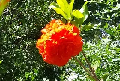 Fiore di Melograno