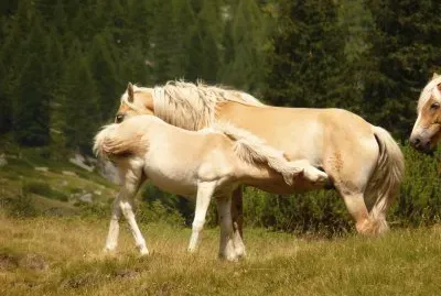 On holiday from Switzerland to Italy are explained. Beautiful landscapes looked and visited many cities within 1.5 weeks