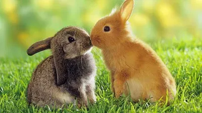 conejos