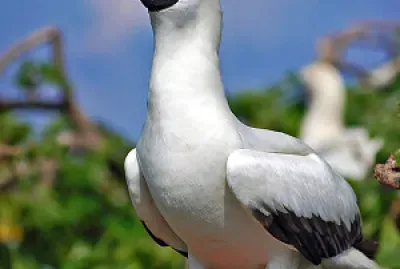 Piquero patas rojas jigsaw puzzle