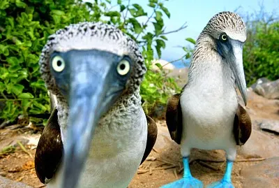 Piquero patas azules jigsaw puzzle