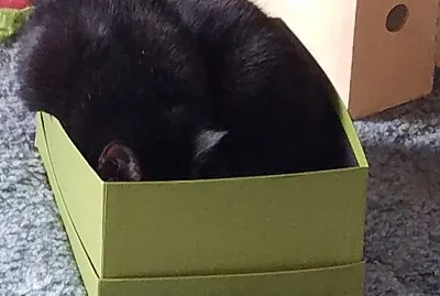 lucie green box