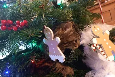 Cat in Xstmas tree