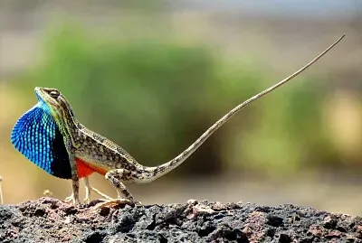Lagarto Indiano