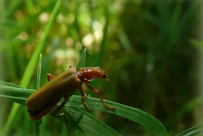 Insecte jigsaw puzzle