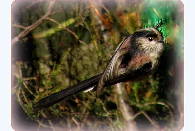 Mésange à  longue queue