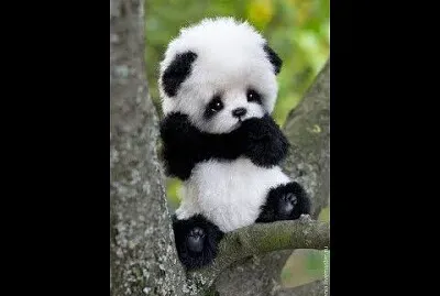 los pandas puedes vivir 20 aÃ±os