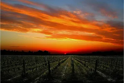 Coucher de soleil sur vignoble