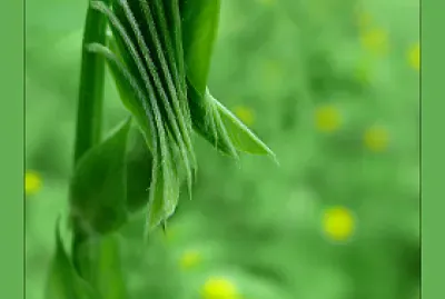 Naissance d  'une fougère