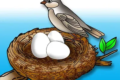 ×§×Ÿ ×œ×¦×™×¤×•×¨