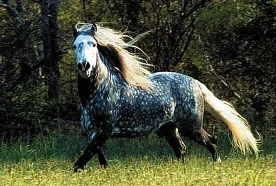 Andaluz