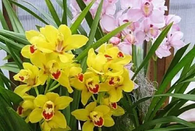 פאזל של imagem