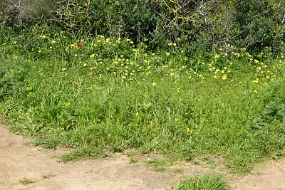 ×¦×ž×—×™×