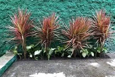 Imagem jigsaw puzzle