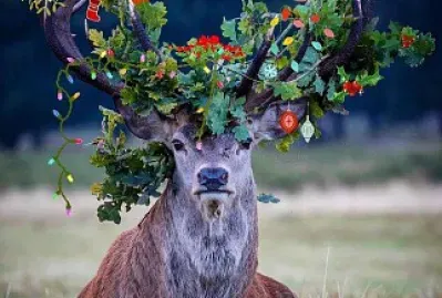 Venado jigsaw puzzle