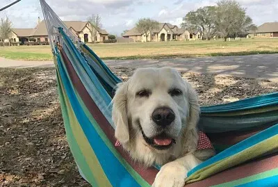 perro en hamaca
