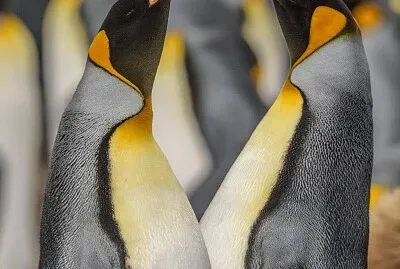 PingÃ¼ino Emperador