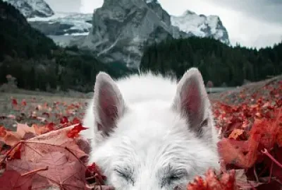 SoÃ±ando en otoÃ±o