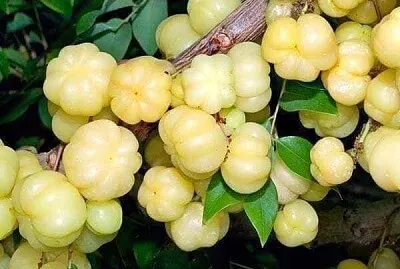 imagem jigsaw puzzle