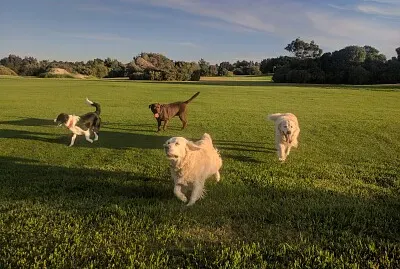 Jess, Jake, Wilbur and Keera - West Beach SA