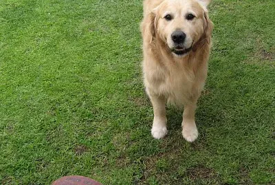Jack - Best Dog. RIP.