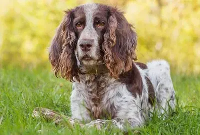 Spaniel russo