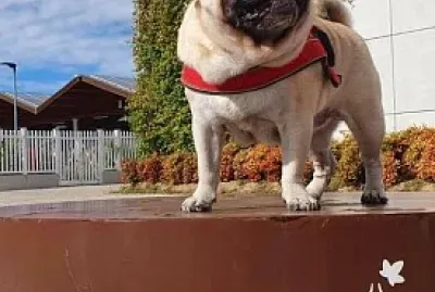 rhum the pug