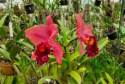 פאזל של Orquí­deas