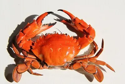 crab