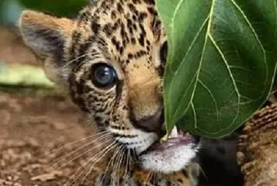 ASOMA LEOPARDITO