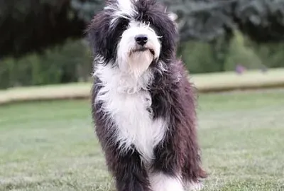 Bordoodle