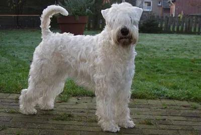 Irish soft coated wheaten terrier