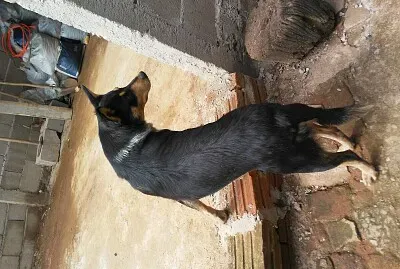 lucia teixeira jigsaw puzzle