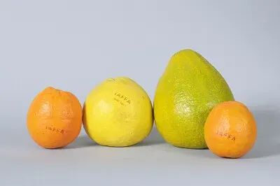 ×ž×©×¤×—×ª ×¤×¨×™ ×”×“×¨